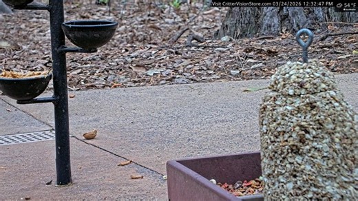 CritterVision Critter Cam: 24/7 Live Critter, Nature and Wildlife-Viewing Cam! Raccoons opossums foxes armadillos squirrels deer & more!