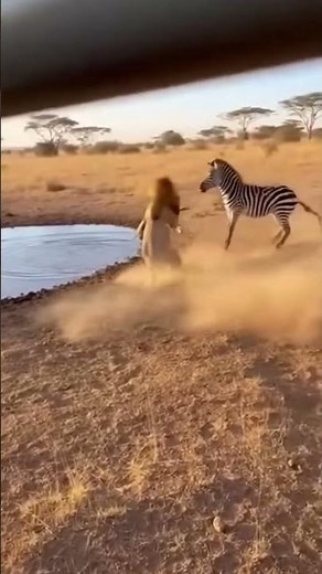 Zebra Kicks Lion into the Air at the Waterhole — 水場でシマウマの反撃キック、ライオン宙を舞う