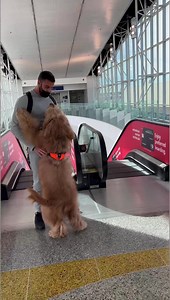 Carrying my giant dog #goldendoodle #dogdad #traveldog #bigdog | Brodie That Dood