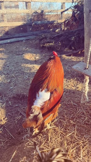 Savage Family Farmstand | This guy has been a champ for his nightly wound care and bandage changes! He’s rallying hard after the attack. I have faith in a full... | Instagram