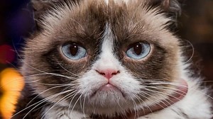 Grumpy Cat Cashes In on His Internet Fame