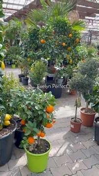 Dwarf Fruit Tree in containers 🧡🍊🍑 #gardening #fruittrees #garden #plants #fruit