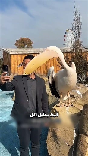 Duck Fails to Catch Fish 😬!