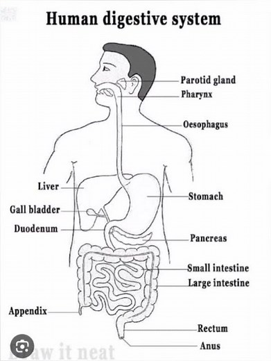 easy diagram of human digestive system