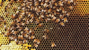 Book reveals wild honeybees’ biology, with insights for beekeepers | Cornell Chronicle