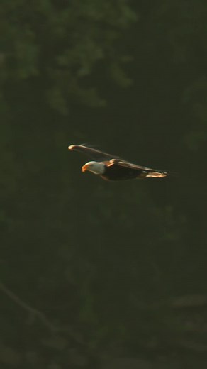 34K views · 2.1K reactions | Bald Eagle makes a HUGE SPLASH!#baldeagle #baldeagles #baldeaglesofinstagram #baldeaglephotography #baldeagle_lovers #baldeaglesighting #natgeo #hudsonriver #mohawkriver #canon #gh6 #wildlifephotography #wildlife #wildlifecinematography #newyork #elite_raptors #birdsofprey #eagle #canonusa #discovery #bestbirdshots #earthcapture #topaz #yourshotphotographer | Mike Lemery Films | Facebook