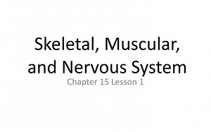 Skeletal, Muscular, and Nervous System - SlideServe