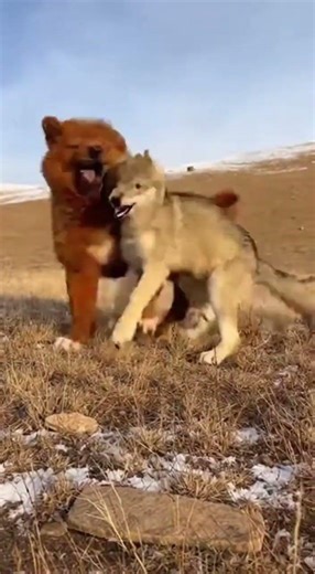 A Tibetan Mastiff puppy fights fiercely with a wolf cub.