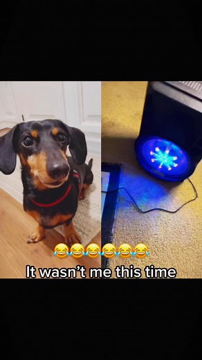 6K views · 116 reactions | When your dog is more interested in the blue glow than you! ✨ #DogLife #FunnyPets | Carla Patterson | Facebook