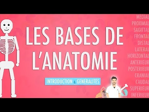 THE BASICS OF ANATOMY