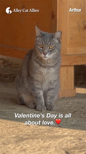 How can you #LoveCatsMore on Valentine's Day and every day? Become a cat advocate! 💖🐈 If you don't believe in killing cats, you're already an advocate. But you can take your advocacy to the next level by speaking out for humane laws and policies in your community. Our resources at alleycat.org are always here to support you! Learn more ways to turn your love for cats into lifesaving action at alleycat.org/LoveCatsMore #ValentinesDay #advocacy #catadvocate | Alley Cat Allies