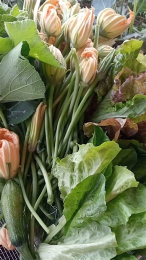 sân thượng tháng 4#satisfying#caytrongnha#food#garden#caybuttre#mauvuon#mauvuon#farming#dance#dj#na