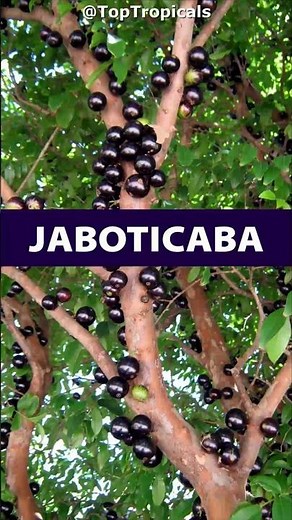 🍷Before you open a bottle of wine, meet the Secret Wine Tree from Brazil