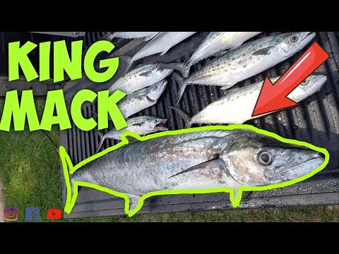 HOW TO PIER FISH FOR KING MACKEREL HERE WHAT YOU NEED!! (BEGINNERS)