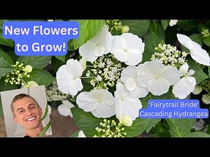 'Fairytrail Bride' Cascading Hydrangea - Try this New Plant!