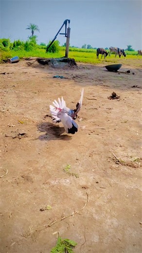 998K views · 10K reactions | Roller pigeon #reelsfbシ #FallowPage #kabutar #reels #rollerpigeon #FacebookPage #viralvideo | Jhang pigeons | Facebook