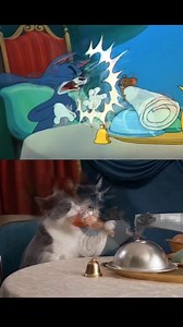 #funny #meow #tom #tomandjerry