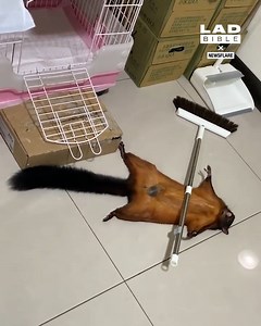 Give this flying squirrel the best actor Oscar! 🤣 | LADbible Australia