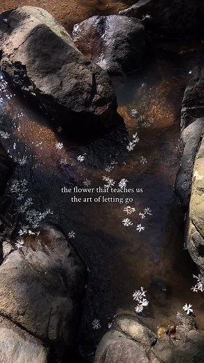 Imdad Barbhuyan on Instagram: "Night Jasmines are very delicate and absolutely gorgeous tiny little, fragrant flowers that bloom at night and by sunrise they are already on the ground. So you mostly get to appreciate them fallen, on the earth. I was obsessed with this flower as a child and i used to collect them, to try and make garlands but never really could make one that looked good. They start turning yellow through the day but the more you touch them, the worse they get. They turn transluce