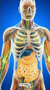What Happens Inside Your Body When You Eat Kiwi? 🥝 | 3D Anatomy Explained
