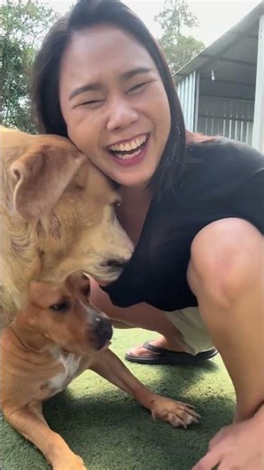 มีที่ใหนหละพี่ปอนด์ #รักหมา #หมาน่ารัก #dog #pets #dogowner #beautiful #funny #petowner