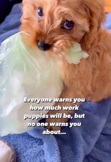 Cavoodle Puppy Highlights One Year Later