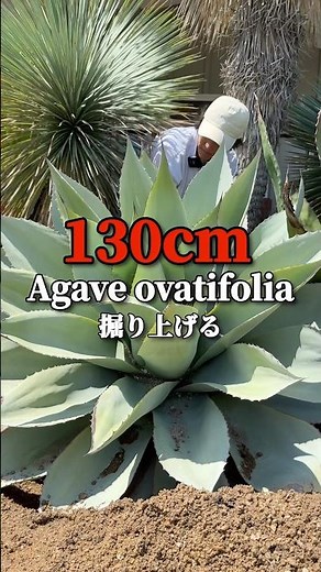 [Ground-planted agave] Digging up a giant agave from a dry garden. Choosing the variety requires ...