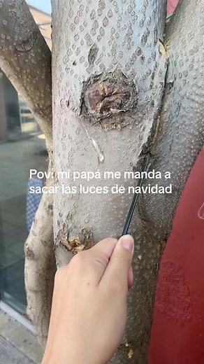 Dibujos Fácil: Árboles de Navidad y Gatitos Tiernos