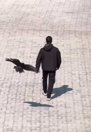 Hidden Meanings of a Raven Landing on Your Shoulder