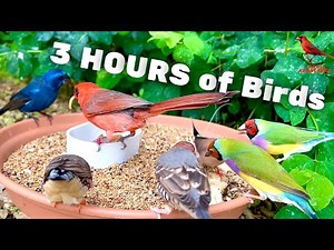3 Hours of Birds, Bird Sounds and Bird Song | Finches and Softbills