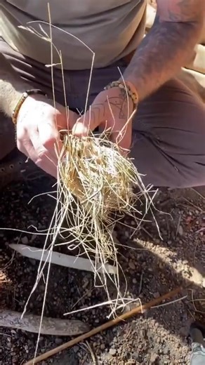 3.8K views · 24 reactions | part 3 Hand Drill Friction Fire. #fyp #firehunk #fire #survival #makefamous #makefire #bushcrafting #skills #oldschool #oldschoolswag #reallife #caveman | DonnyDust | Facebook