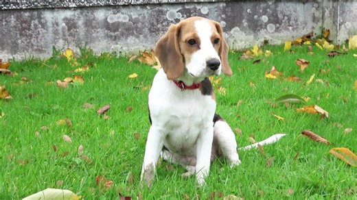 Beagle puppy chases leaves in adorable playtime