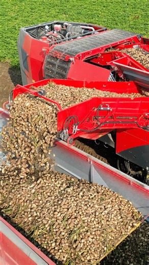 You can’t go without an #Ingenuity if you want the best #potatoes! 凜⚡ Available in two versions — #compact or for #large capacities — trusted by growers and processors worldwide.   Visit us at AGRITECHNICA and discover how Ingenuity can boost your sorting efficiency! #RaytecVision #OpticalSorting #PotatoProcessing #AGRITECHNICA #Ingenuity #SortingMachine | Raytec Vision S.P.A. | Facebook