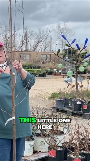 Learn how to select the ideal size and shape for your fruit tree. Discover the key factors to consider when determining the height and foliage density of your tree to maximize productivity and maintenance ease. #FruitTree #GardeningTips #ChoosingTheRightTree #TreeSize #TreeShape #BackyardOrchard #FruitTreeCare #GardeningGuide #TreeMaintenance #LandscapingTips | The Arbor Gate