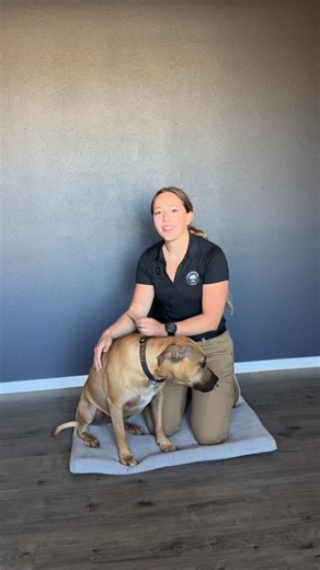 Most people don’t realize how much tension dogs hold in their head and jaw. These five somatic exercises target key cranial nerves: the trigeminal, vagus, and oculocardiac pathways that directly influence a dog’s ability to relax, digest, and feel safe in their body. You’ll see yawns, sighs, and soft eyes, all signs that the nervous system is releasing stored stress. When we regulate through touch, we’re not just calming behavior, we’re reshaping biology. Learn the full framework inside Dog Soma