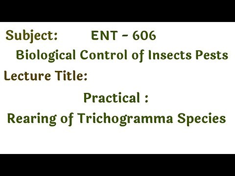 Practical Laboratory rearing of Trichogramma Species | Biological control | Trichogramma steps