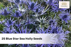 Blue Star Sea Holly Seeds | Eryngium Planum, Perennial Flower (25 Seeds) - Etsy