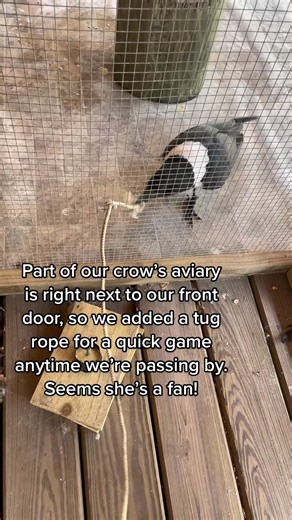 Enrichment all day every day! One of the most important and overlooked elements in any animal’s care, your pets included! #crow #crows #crowsoftiktok #crowtok #birdtok #enrichment #enrichmentforpets #animalenrichment #animalcare #petcare #pettok #zootok #foryou #fyp