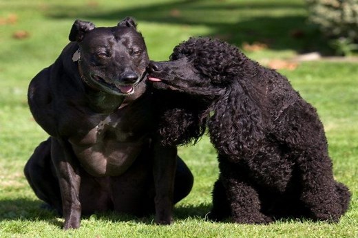 What Is Bully Whippet Syndrome? - WhippetCentral