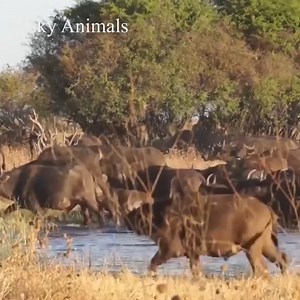 Wild Dog Vs Buffalo - Wild Dogs Can’t Chase Buffalo - Sky Animals | Animal