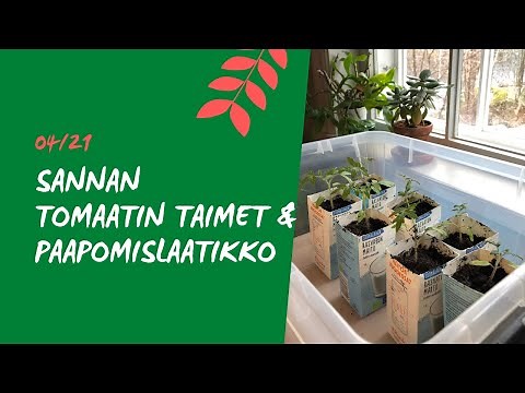 TOMAATTIEN ISTUTUS ISOMPIIN RUUKKUIHIN - naapurin Sannan taimet ovat lähteneet hienosti alkuun 🍅.