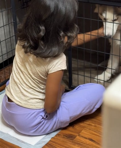 Anyone want a wolf he don’t bite 🫣 | Kay Stokes