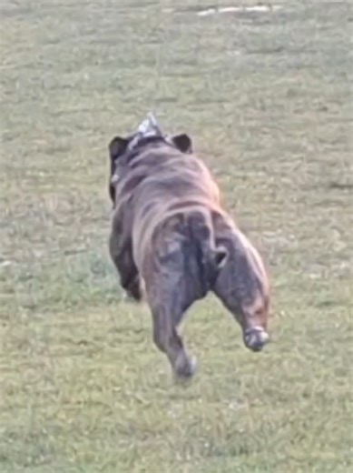 #dog #brindle #bullterrier #bullbreed