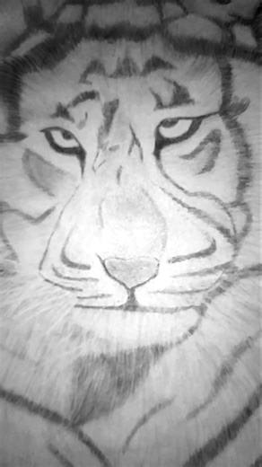 Realistic Tiger sketch 🐯 #shortsfeed #realisticdrawing #art