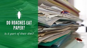 Do Roaches Eat Paper? Is Paper a Regular Part of Their Diet?