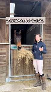 Tu veux en savoir davantage sur l’estomac du cheval ? Cette vidéo t’en dit plus ! 📹 | FFE - Fédération Française d'Equitation