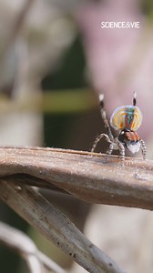 La sublime araignée paon est capable de réaliser une parade nuptiale très originale ! | Science & Vie