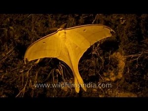 Indian Moon Moth - as large as a human hand