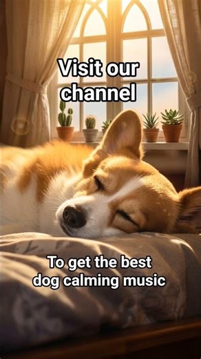 Relaxing Dog Music #relaxingdogmusic #dogcalmingsounds