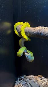 Green tree python eating 👉Learn more:https://www.hygger-online.com/ vid by @sheeksexoticfish | Hygger Aquarium
